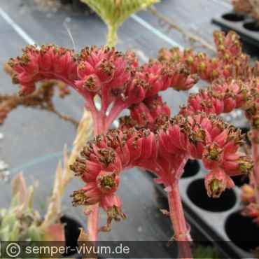 ein heranreifender Samenstand in auffallend roter Farbe am 11.8.2012
