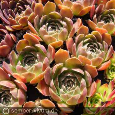 Preview: aufgenommen am 16.6.2014