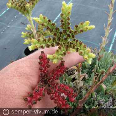 Preview: ein heranreifender Samenstand in auffallend roter Farbe (unten) am 11.8.2012 im Vergleich zur typischen Färbung bei Sempervivum heuffelii glabrum ex SOKOL PH235 (oben)