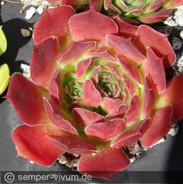 Preview: aufgenommen am 4.7.2016