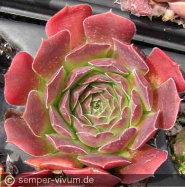 Preview: aufgenommen am 4.7.2018