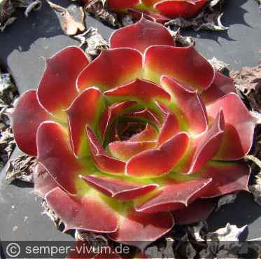 aufgenommen am 5.5.2017