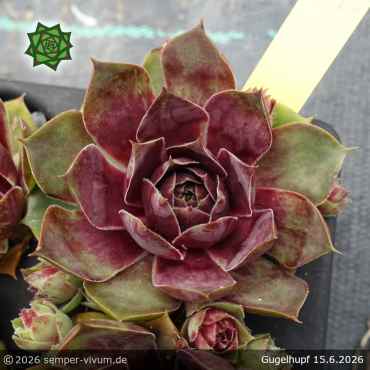 Preview: Sempervivum 'Gugelhupf'