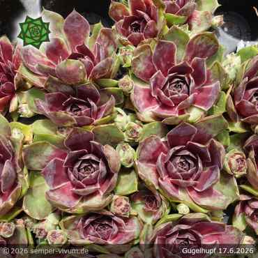 Preview: Sempervivum 'Gugelhupf'