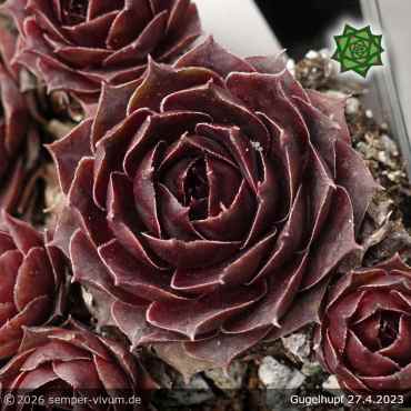 Sempervivum 'Gugelhupf'