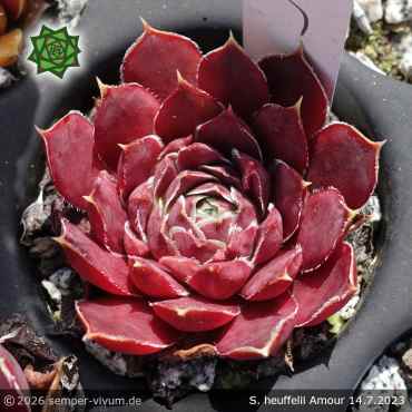 Preview: Sempervivum heuffelii 'Amour'