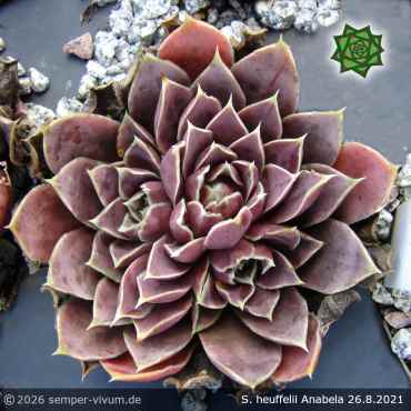 Sempervivum heuffelii 'Anabela'