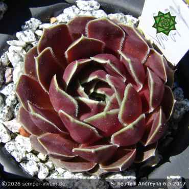 Sempervivum heuffelii 'Andreyna'