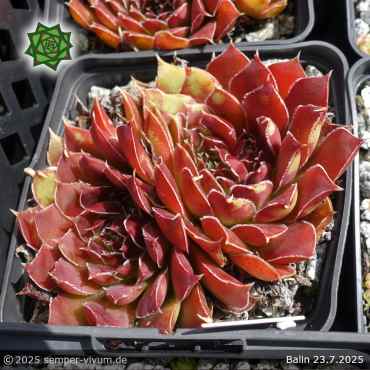Sempervivum heuffelii 'Balin'