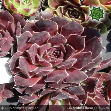 Sempervivum heuffelii 'Barat'