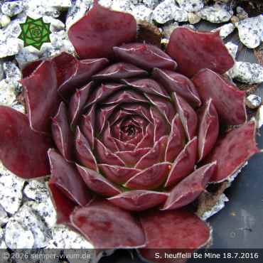 Sempervivum heuffelii 'Be Mine'