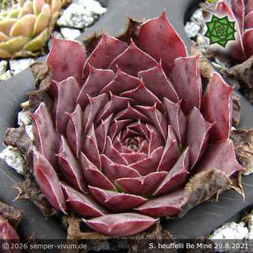 Preview: Sempervivum heuffelii 'Be Mine'