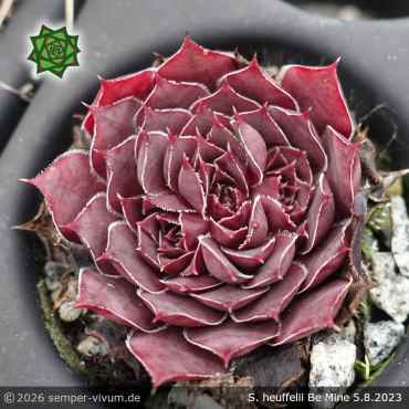 Preview: Sempervivum heuffelii 'Be Mine'
