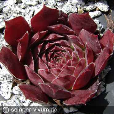 Preview: aufgenommen am 7.7.2016