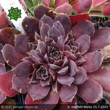 Sempervivum heuffelii 'Becky'