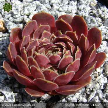 Preview: aufgenommen am 24.6.2007