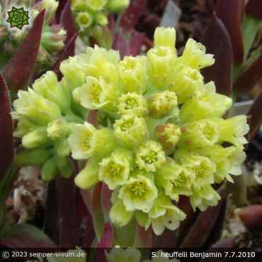 Preview: Blütenstand aufgenommen am 7.7.2010