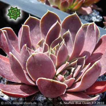 Sempervivum heuffelii 'Blue Clown'