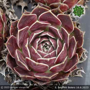 Sempervivum heuffelii 'Bolero'