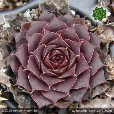 Preview: Sempervivum heuffelii 'Bora'