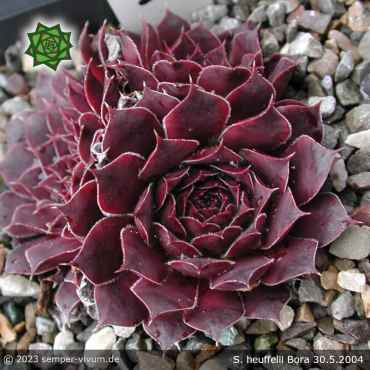 Sempervivum heuffelii 'Bora'