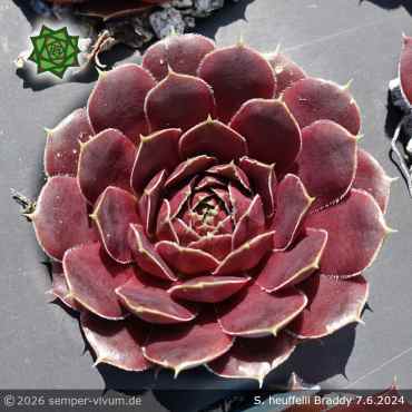 Sempervivum heuffelii 'Braddy'
