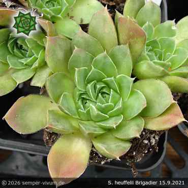 Sempervivum heuffelii 'Brigadier'