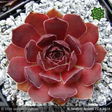 Preview: Sempervivum heuffelii 'Brooke'