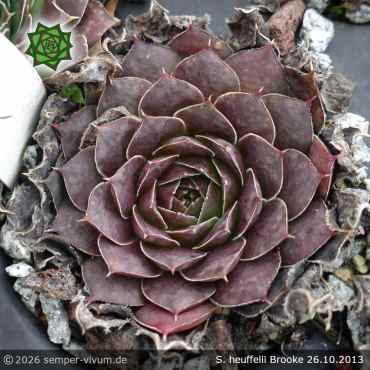 Preview: Sempervivum heuffelii 'Brooke'