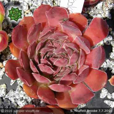 Sempervivum heuffelii 'Brooke'