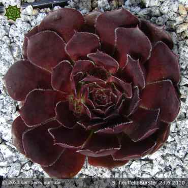 Preview: aufgenommen am 23.6.2010