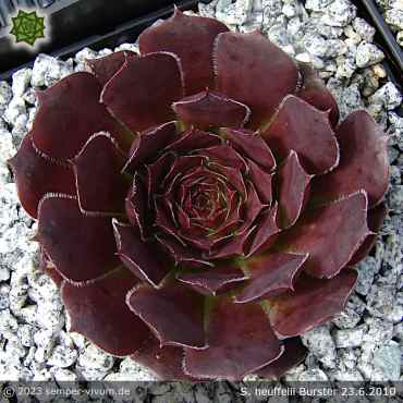 Preview: aufgenommen am 23.6.2010