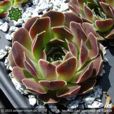 Sempervivum heuffelii 'Carl von Linné'