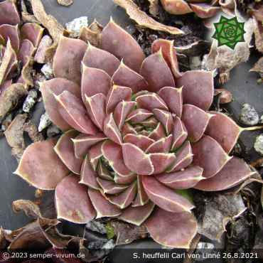 Sempervivum heuffelii 'Carl von Linné'
