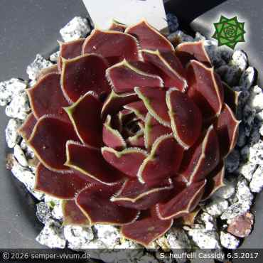 Sempervivum 'Cassidy'