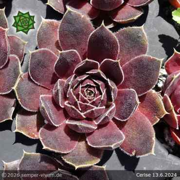 Sempervivum heuffelii 'Cerise'