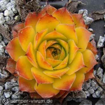 Preview: aufgenommen am 29.3.2020