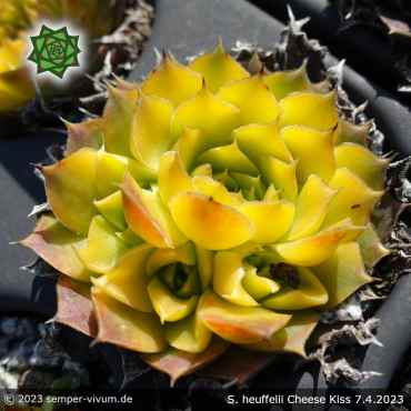 Sempervivum heuffelii 'Cheese Kiss'
