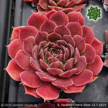 Sempervivum heuffelii 'Cherry Glow'