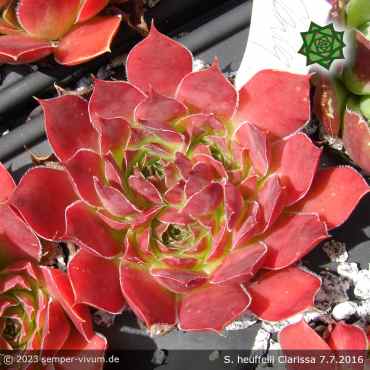 Sempervivum heuffelii 'Clarissa'