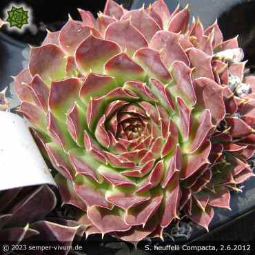 Preview: aufgenommen am 2.6.2012