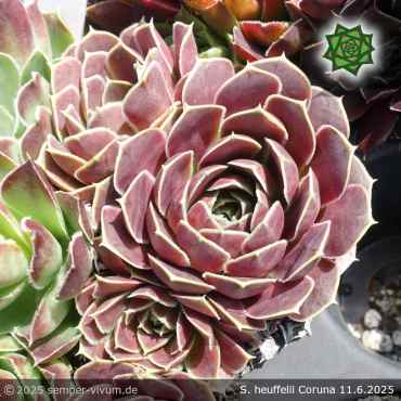 Sempervivum heuffelii 'Coruna'