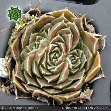 Preview: Sempervivum heuffelii 'Curly Look'