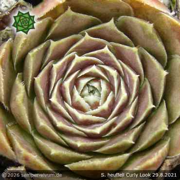 Sempervivum heuffelii 'Curly Look'