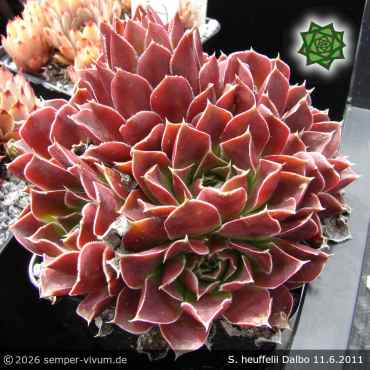 Preview: Sempervivum heuffelii 'Dalbo'
