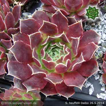 Sempervivum heuffelii 'Dalbo'