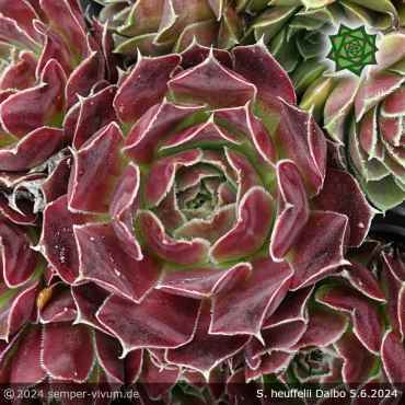 Sempervivum heuffelii 'Dalbo'