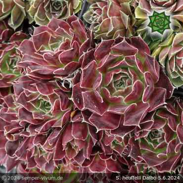 Sempervivum heuffelii 'Dalbo'