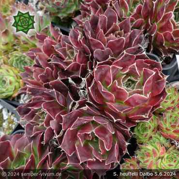 Sempervivum heuffelii 'Dalbo'
