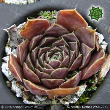 Sempervivum heuffelii 'Demas'